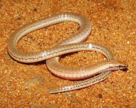 Legless Lizard - 15 new Species Discovered In Brazil