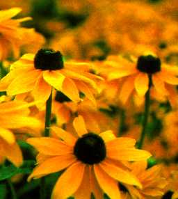 Maryland's FLower - Black Eyes Susan flower