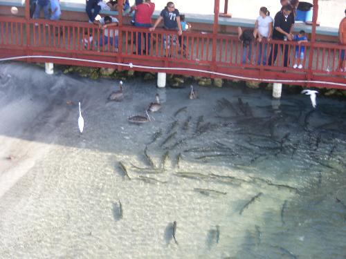 fish school - fish waiting to be fed