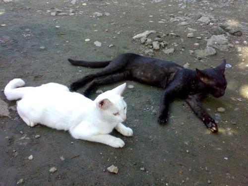 my black and white cat lol - the white cat was a female while the black cat was a male. but sad too say that my black cat is dead. some crazy people beat him in the head