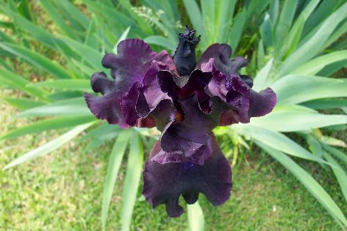 Bearded Iris - Photo of a dark purple bearded iris that grows in my yard. Taken 5/03/2008