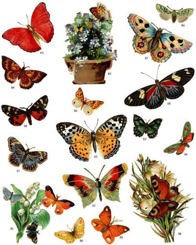 Butterflies - I love butterflies