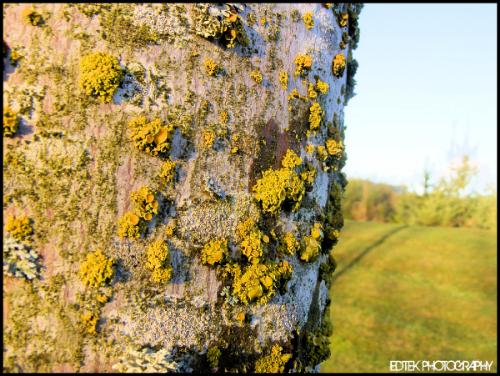 moss - decide to macro a tree and get some moss (well i think its another name for it) i think it came out well!