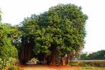 Peepal tree with long branches - Peepal tree and we people