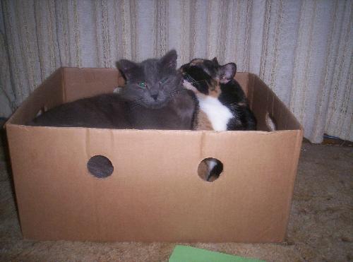 Patches and Little Grey - Two of our cats who prove that boxes just aren't safe in our house
