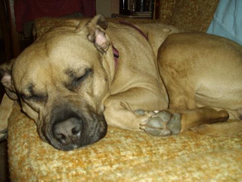 My Dog - This is a picture of my dog sleeping on my couch...at leat it looks like she&#039;s sleeping...she may be pretending.