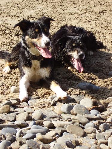 dogs - millie and brandy on the beach