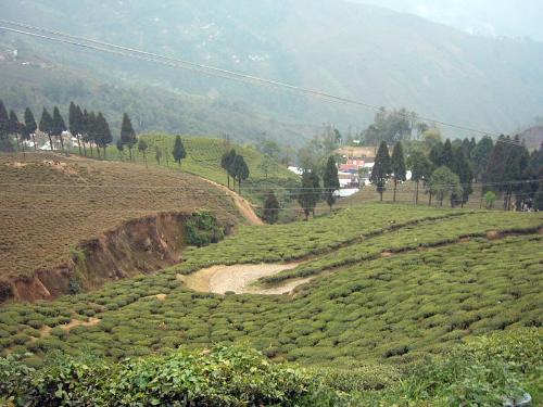 Tea Garden - A view of the tea garden in Darjeeling.
