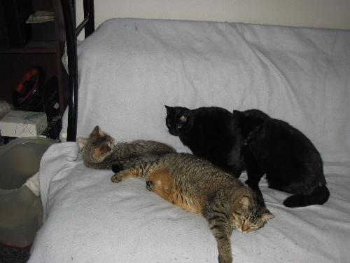 my four cats - I love my cats they are my kids