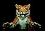 Tiger  - Picture of a tiger