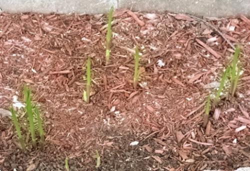 Lily of the Valley - i love these when thy are fully flowered with their tiny white bells.