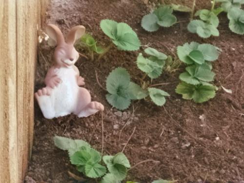 Protective Bunny? - My wife placed out little bunny and squirrel in the strawberry patch today.