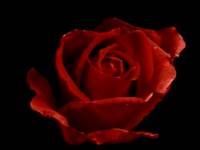 red rose - Red roses are symbole of love
