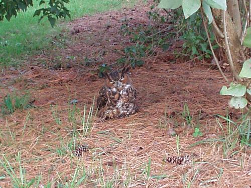 Owl hiding in plain sight - Nice camoflage effect, lucky to get this close.