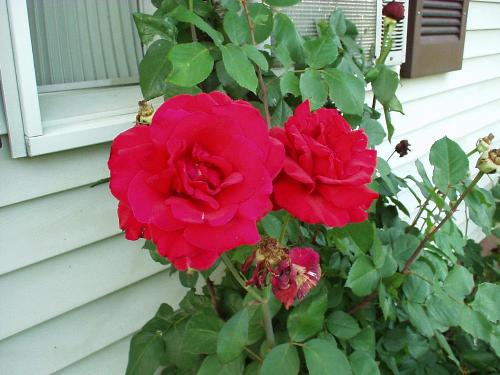 A Rose or 2 - My favorite rose, before I killed it.