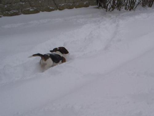 Beagle snow dog - This is one little beagle and a whole lot of snow. He had a ton of fun making a path and running back and forth.
