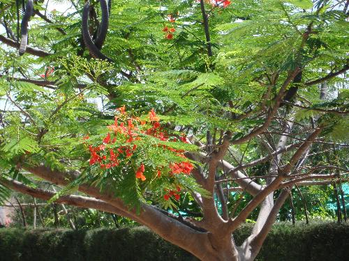 The tree - This photo has been taken while i was travelling to Kanyakumari. This tree is called fire of the forest since its flowers are red and appeares as buches and look like flame.