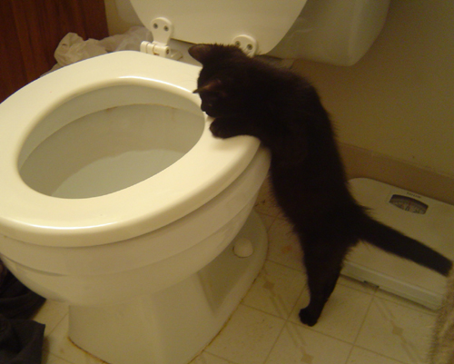 Herb trying to see what's so great about the ol po - My cat looking into the toilet