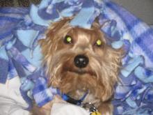 Darn that&#039;s cute. - Some yorkie picture I keep seeing... I think it&#039;s haunting me.