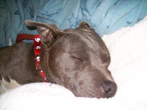 Nuke the Pup - doggie sleeping on my bed