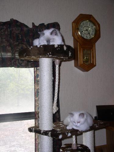 Having fun, she doesn't like her picture taken - These are my babies, I also have a 9 year old daughter, who is also my baby!! I am finally putting a profile together after all this time these are 2 of my babies!!