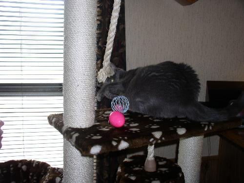 My other Cat; Lazy Daisy - She is lazy and was given to us. Has been a great addition to our family. She is trying to get used to the other 2.he Cat Condo, she doesn't like it.