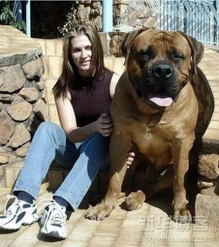 no iam biggest dog - mt friend send to me