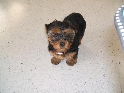 My yorkie... Munchkin - This picture was taken a few days after I got her. My husband got her for our 2 year anniversary of being together. I was so happy to have gotten her. I got her a orange collar because orange is my favorite color and because she is mainly black it looks good on her. 