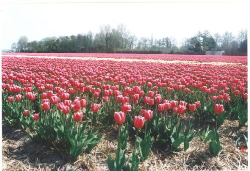 Tulips - this is one of the tulip fields in my area..