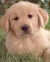 Dogs - Golden retriever