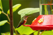 hummingbird feeding - Hummingbirds coming to feed