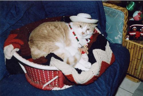 Gumby's first christmas with me..dec07 - just adopted him from a neighbor who had died. he is now 8.