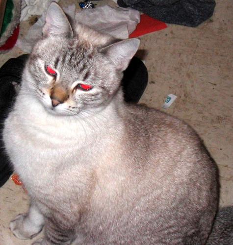 Ronnie - red-eyed - This is our semi-feral, Ronnie