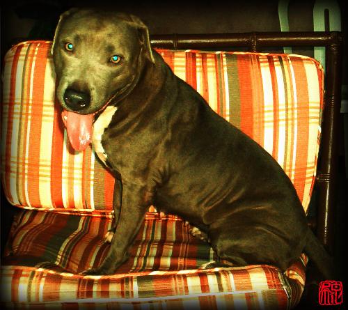 Our dog - He is our amazing pitbull, shy but not infront of the camera.