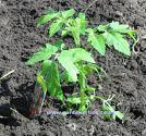 Tomato plant for the greenhouse - tomato plants grown in UK greenhouse using a growbag