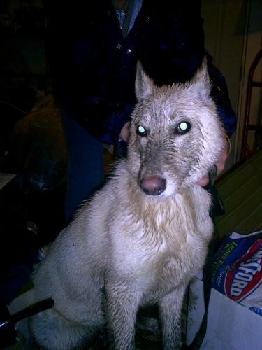 Dirty and Muddy Zoe with glowing eyes.. - Zoe, my dog after getting really muddy and she has the glowing eyes, scary..lol
