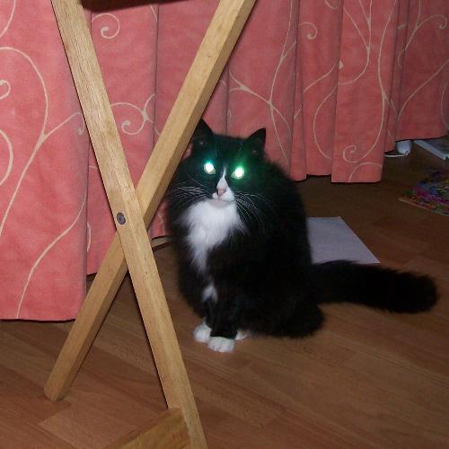 Tia with green eyes - Tia with green eyes instead of yellow