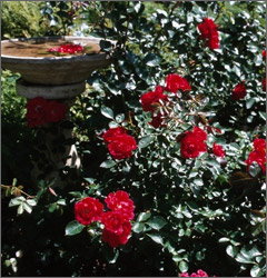 A Rose Bush Planted In Love. - Their mother had passed away but she loved rose bushes. Her daughters didn't know how to go about making sure that their Mom's rosebushes survived. Their Mom sent them a message and they never found out who delivered it after they were done and were going to found out the gentlemens name he was no where to be found.