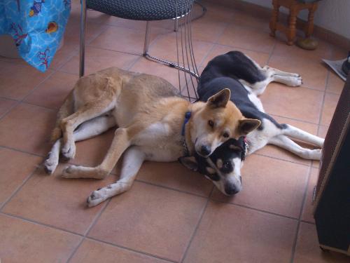 Flipper & Coral - Two rescue dogs who just couldn't be separated.