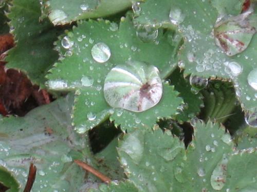 Watermelon Droplets - Appears to look like a watermelon Watermelon Droplets - Appears to look like a watermelon