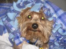 Still With The Puppy Brigade in Spirit - image of the puppy avatar