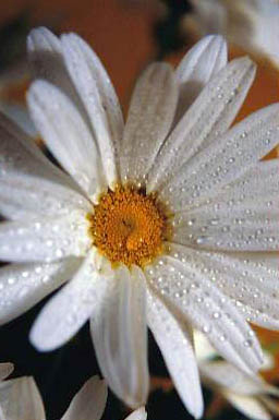 Daisy photo with Dewy Misted Effect - image of a daisy with water droplets