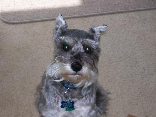 Miniature Schnauzer - My miniature schnauzer named Sunshine