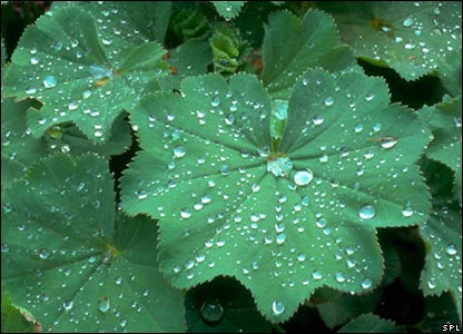 Lady's Mantle with droplets - lady's mantle with water droplets
