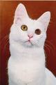 Miss Daisy - Daisy, Turkish angora, crazy cat