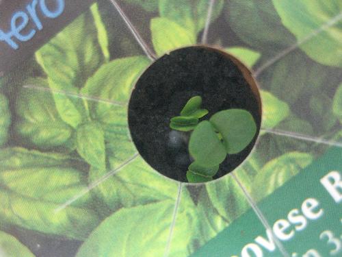 My Basil Seedlings Less than Two Days Old - They are so tiny and so cute!
