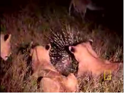 Lion cubs meddling with pointy creature - Lion cubs are messing around with the porcupine. Well they will regret later....