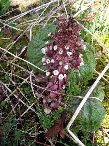 butterbur plant - a shrub plant called butterbur