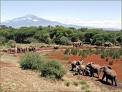 Wildlife safaris Tanzania - Wildlife safaris, safari Tanzania