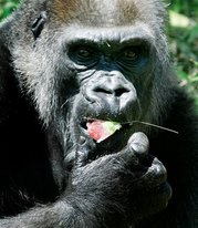 Jenny - 55 year old Western Lowland gorilla celebrating her birthday.